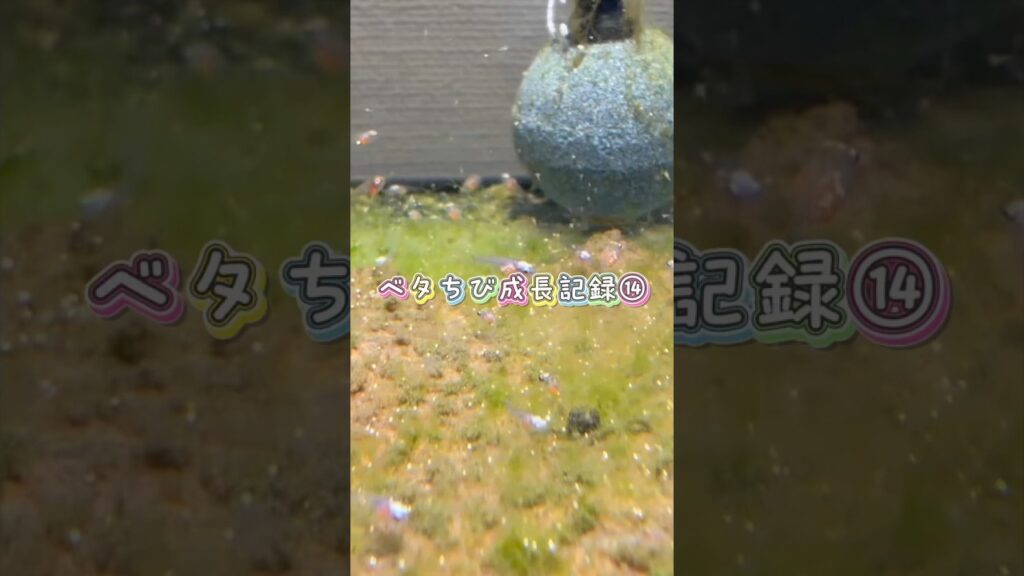 bettafish-aquarium-