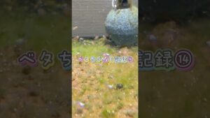 bettafish-aquarium-