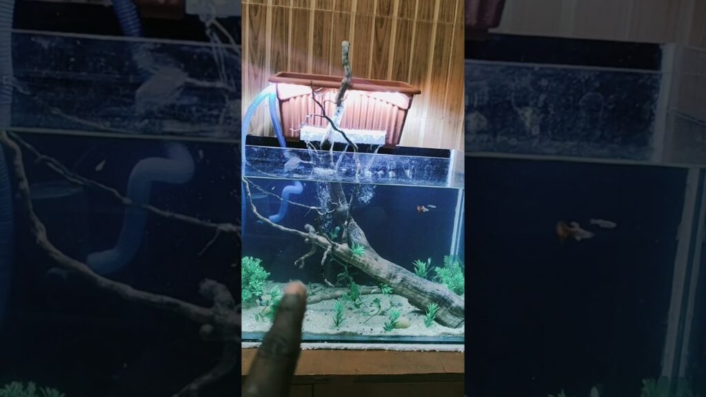 waterfall-fish-tank-Jharna-tank-fish-guppies-molisfish-song-music-viral-aquarium-short