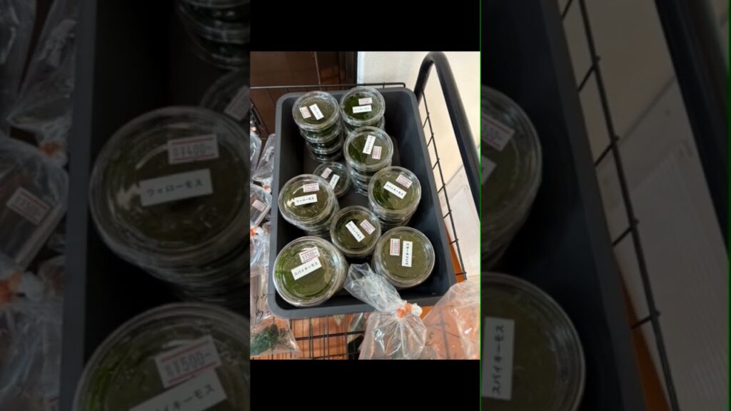 AQUASHOPBUENO-AQUASHOPBUENO-aquarium-aquascape