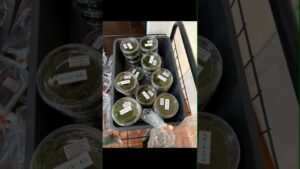 AQUASHOPBUENO-AQUASHOPBUENO-aquarium-aquascape