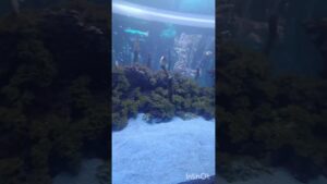 Artificial-waterfall-aquarium-fish-youtube