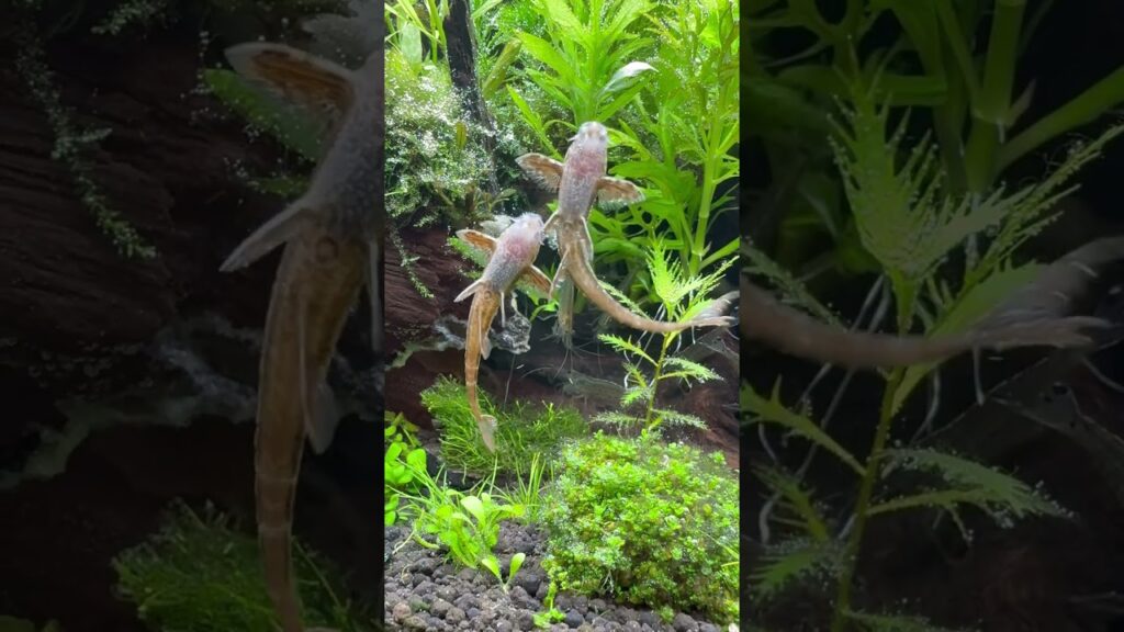 aquarium-
