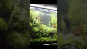 aquarium-1-1