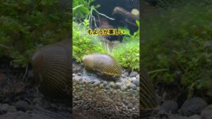 aquarium