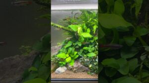aquarium-aquascape-ADA-natureaquarium