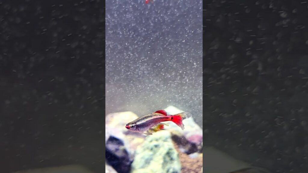 aquarium-aquascape-aquascapegallery-fishtank
