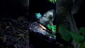 aquarium-snakehead-fishtank-