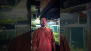 sand-Waterfalls-trendingshorts-sand-waterfall-aquarium-shorts-fish