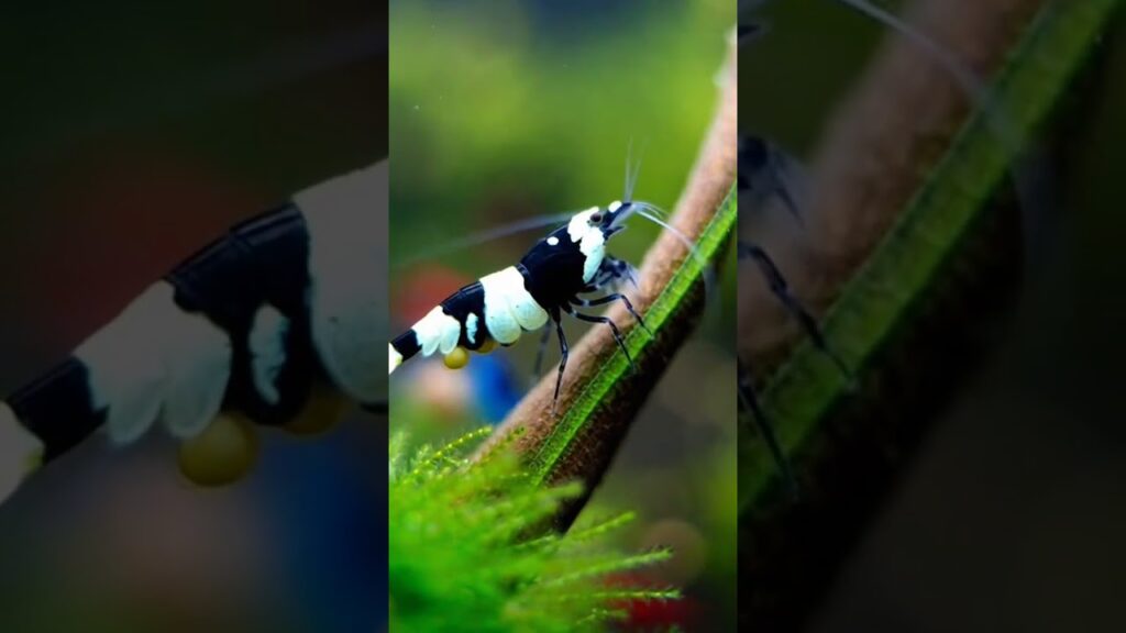 SO-COLORFUL-SHRIMPS-waterfalls-wildlife-sittingonthedockofthebay