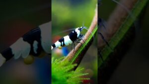 SO-COLORFUL-SHRIMPS-waterfalls-wildlife-sittingonthedockofthebay