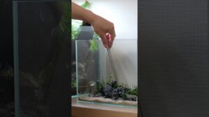 Short-ver.-aquascape-