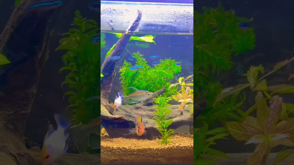 aquarium-1-2