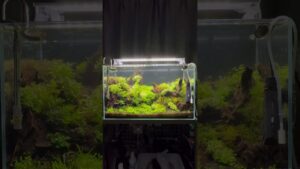 aquarium-aquarium-