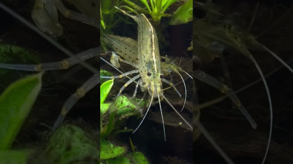 aquarium-aquascape-aquascapelowtech-