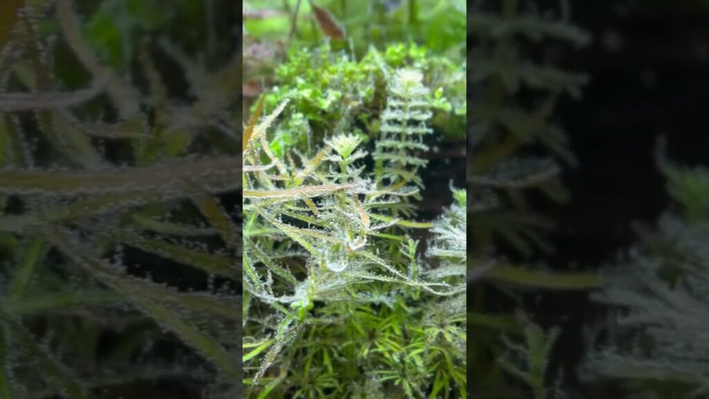 aquarium-aquascape-fish-aquascapelowtech