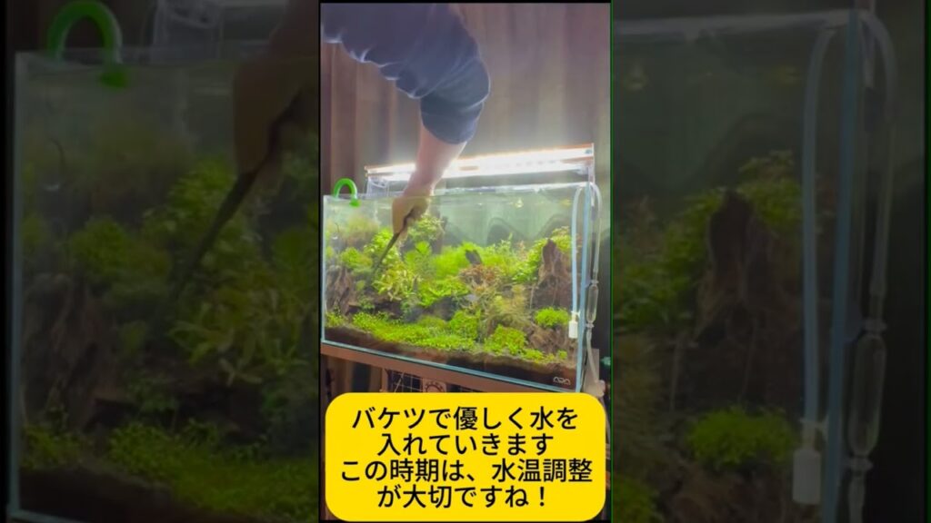 aquarium-aquascape-nature