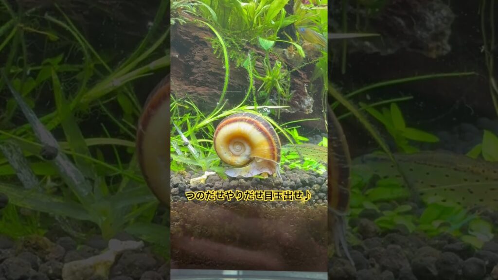 aquarium-aquascapegallery