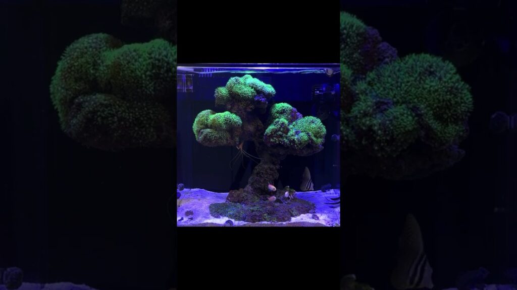 ceppo-aquarium-fish-reef-fishtank-reeftank-