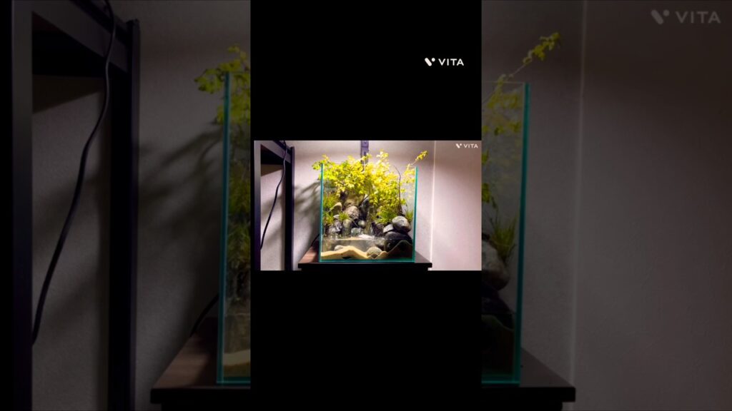 terrarium-aquascape-aquarium