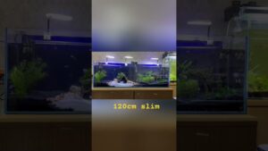 120cm-aquarium
