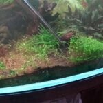 1800水草レイアウト水槽トリミング祭り！