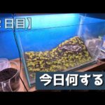 【2日目】記念すべき水槽 １本目！ #アクアリウム #レイアウト水槽 #チャーム #ADA #水草