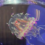 【カリブ便入荷！】レイアウト教室まであと2日！今大人気のORCAお買い得セット紹介！