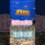 【初心者にもオススメ】メダカと相性の良い生体3選！　#shorts  #shortvideo  #メダカ