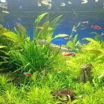 5月の水草レイアウト混泳60㎝水槽