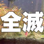 【匙を投げた】6ヶ月育てた水草水槽が復活できなかった理由【アクアリウム】レイアウト