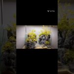 60㎝水槽 石レイアウト 滝付き #terrarium #水槽部屋 #アクアリウム #aquarium