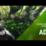 夢のコラボイベント　90㎝ミストウォールテラリウムレイアウト水槽制作　LIVE配信