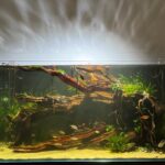 熱帯魚が美しい。ワイルドアクアリウム風水草レイアウト【アクアリウムトールマン動画チャンネル！トールマンTV!】