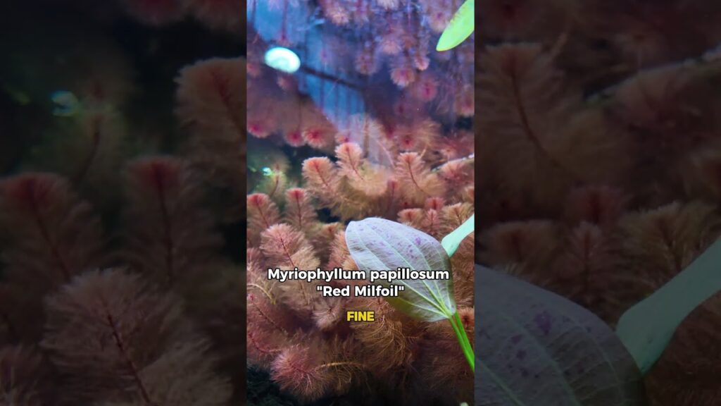 We-have-stunning-red-plants-for-you-aquascaping-fishkeeping-aquarium-redplant-plantedtank