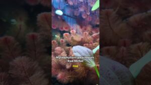 We-have-stunning-red-plants-for-you-aquascaping-fishkeeping-aquarium-redplant-plantedtank