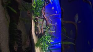 aquarium-1-1
