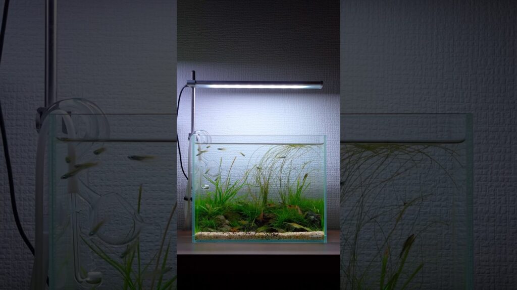 aquascape-