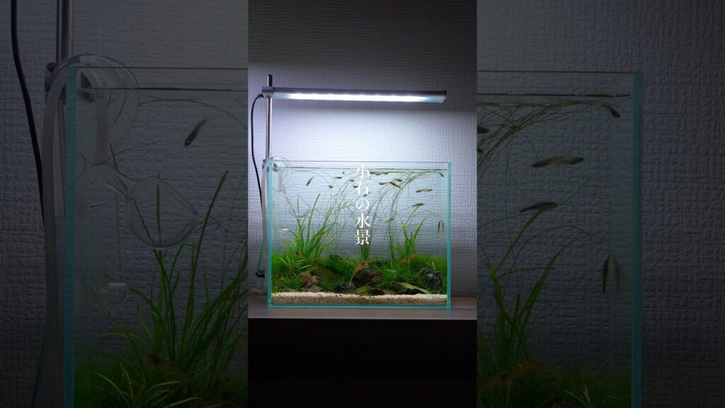 aquascape-1-1