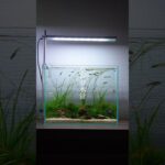 あえて大きい石を使わない、清流風レイアウト#aquascape #小型水槽 #アクアリウム