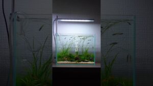 aquascape-1-1