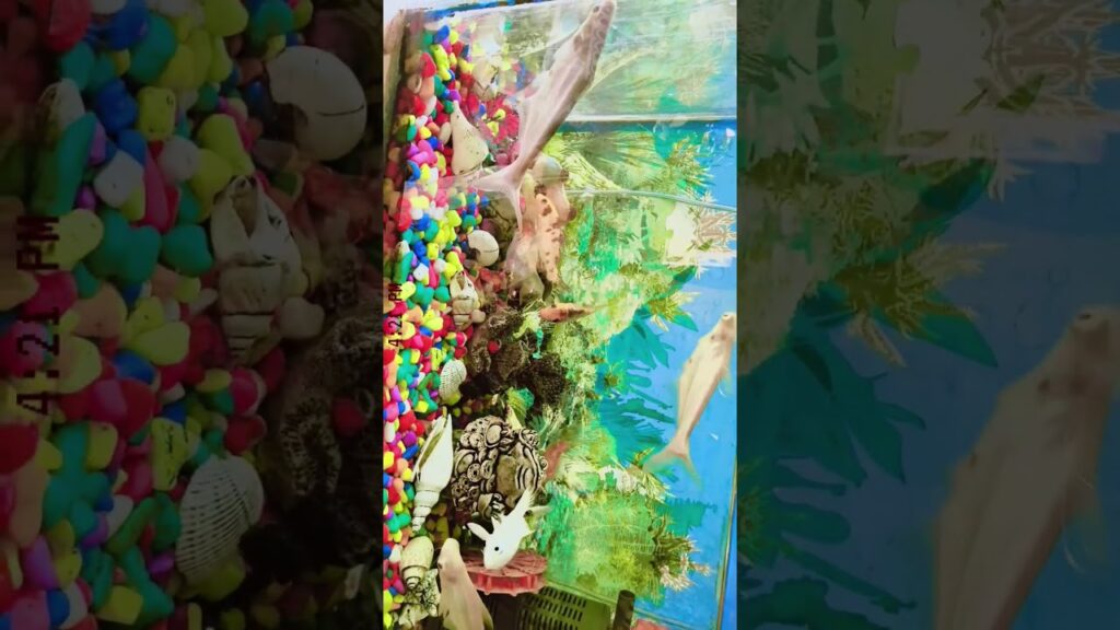 fish-waterfall-beutifull-youtubeshorts-