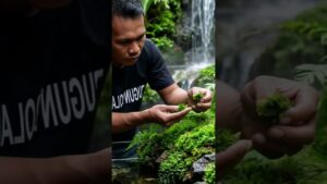 pembuatan-akuascep-hutan-huhan-alami-waterfall-aquariumairterjun-alam-alam