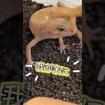 はちゅうるい初心者がレオパおむかえ #レオパ #レオパードゲッコー #爬虫類 #初心者 #ペット #かわいい #飼育 #reptiles #cute