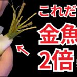 【超もったいない】金魚藻がすぐに枯れるのは、これをしていないからです