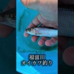 オイカワ釣り #アウトドア #陸釣り #釣り初心者