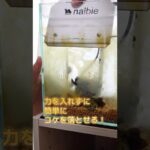 話題のクレーパー使ったらヤバかった＃アクアリウム＃熱帯魚＃アクアリウムレイアウト＃水草