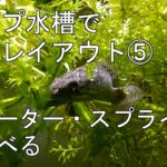 ウォーター・スプライトを水面に浮かべる：ポリプ水槽で流木レイアウト⑤