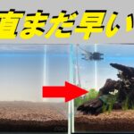 フィルター無し水槽、この状態で魚入れました。