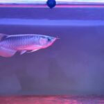 【アクアリウム】レイアウトを変更しました！